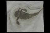 Eurypterus (Sea Scorpion) Fossil - New York #173013-1